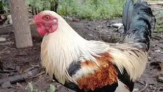 My Farm update 
