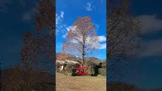 #dancingtree #windyweather #asmr #shorts