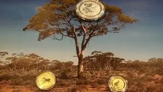 Money Does Grow On Trees! Gold Found In Eucalyptus