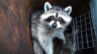 Dealing With A Wildlife 