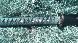 winning insect