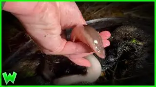 What the HECK is an Amphiuma?!