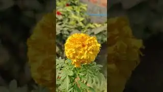 flower lovers 💐#flowers#flowerphotography #naturephotography #nature #gaming #viralshort #like #ig💐🙏