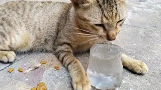 During the hot season, stray cats cannot go without water.