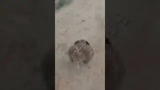 #teetar #teetarawaz #dakniteetar #youtubeshorts #partridgesound #birdslover