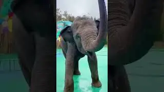 #elephants #cute #funny #shortsfeed