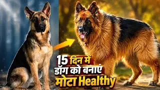 dog ko mota keise kare || how to make dog fat|| कुत्ते को मोटा कैसे बनाये||