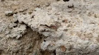 busy ant