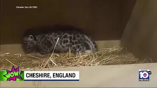 Rare baby snow leopard born at UK zoo