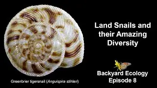 Land Snails and their Amazing Diversity