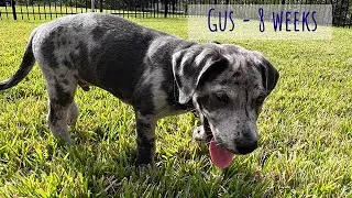 Merle Great Dane mix Gus - 8 - 20 weeks old