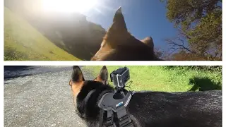 German Shepherd POV Point of View Hike GSD Kara Batilo Castle Rock Diablo Hills GoPro February 2017