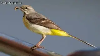 Experience the Grey Wagtail Sound: Nature's Melody or Sound of Grey Wagtail