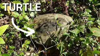 100 lb Weight Loss Transformation | Vlog Day 57 - Hello Mr Turtle