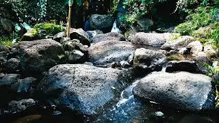 Gentle Mountain Stream: Relaxing Nature Sounds | 10 Hours