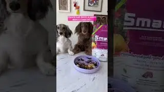Smack: A Game-Changer for Picky Pets! 🐶✨