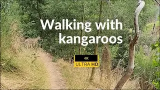 Nature walk | Melbourne Australia | Encounter with kangaroos