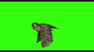 OWL #1  || GREEN SCREEN  || ANIMATION  || FREE 3D