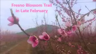 Fresno Blossom Trail in Late February---Best-time-of-year Travel
