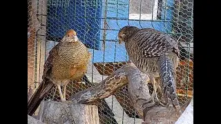 bażant złocisty, srebrzysty,uszak,Golden Pheasant,Silver Pheasant,blue eared pheasant,золотой фазан
