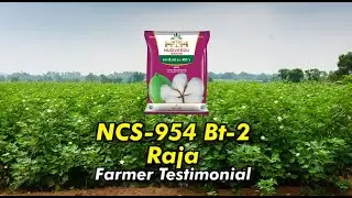 2020 Farmer Testimonial  on NCS 954 Raja