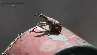 True Weevil