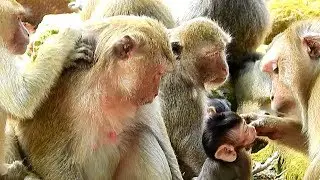 Rare Action, Teresa and Cara Visit Baby Monkey Together, Grandma Kiss Baby.