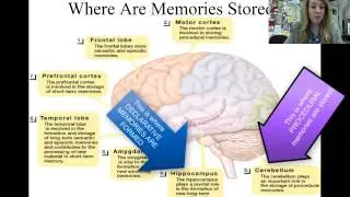 Memory biological basis of storage
