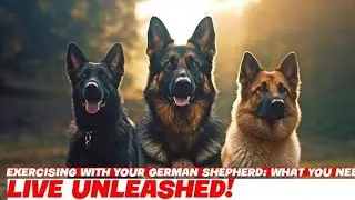 German Shepherd Exercise 💪🍗