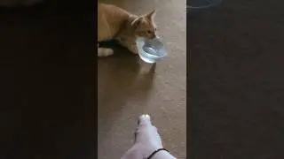 Cats can get dehydrated if not given water  #life #health #water #trending