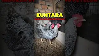 Jenis ayam kampung tipe petelur AYAM 