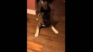 Cass jump play short