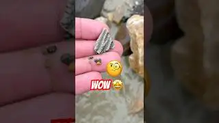 I can&rsquo;t believe I found such a tiny Crinoid fossil 🧐‼️#fossil#beachfinds#crinoid