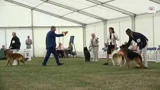 Paignton 2025 Working, Pastoral and Terrier Groups