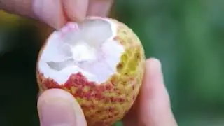 Enjoying life in countryside with fruit harvesting 