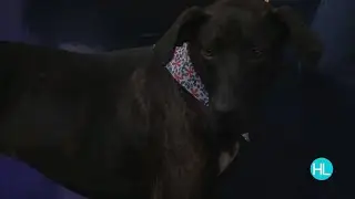Animal shelters offering zero-dollar animal adoption to help with overcrowding | HOUSTON LIFE | ...