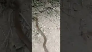 Terrible accident with The Venomous Viper! Extreme!