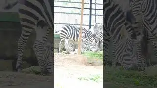 The Role of Zebras in Ecosystems: More Than Just Stripes