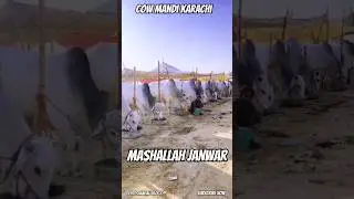 Northern Bypass Mandi Rates  | Cow Mandi 2025 | Bakra Eid Season 2025 | #cowmandi2025