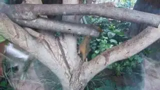 Tiny Monkey (Pygmy Marmoset) 侏狨