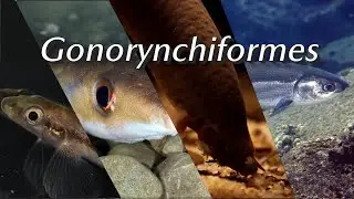 Gonorynchiformes: an obscure group of fishes that outlived the dinosaurs