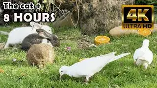 TV FOR CATS -Activate Your Cat's Hunter Instinct! 8-Hour ULTIMATE TV for Cats  @Nature-4ktv 48