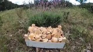 Magnificas setas de cardo. Champiñones. Senderuelas. Junio 2023.