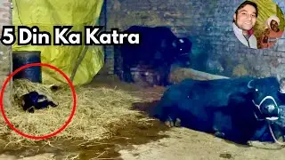Bhains Ke Bachde(katre) Ki 5 Din Ki Puri Care | Kya Khilaya, Thand Mein Kaise Bachaya?Real Gaon Life