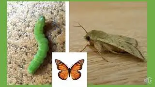 INSECTOS DE LA HUERTA  🦗🐞🦋🐛🐝🐜🥕🥦🥑
