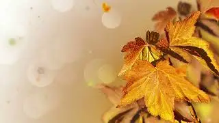 Fall Background Video With Relaxing Music | No copyright