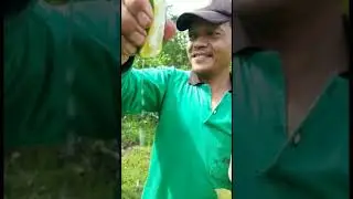 Di Buru!!! Jeruk Lemon California yg banyak manfaatnya.Budidaya buah ini,Bisa mendatangkan duit!!