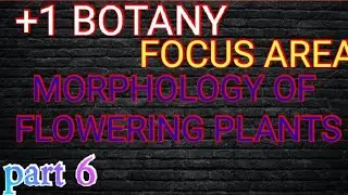 +1 BOTANY FOCUS AREA / MORPHOLOGY OF FLOWERING PLANTS / part 6