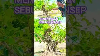 DETERMINING A CONCEPT OF IPRIK BONSAI, A CANDIDATE FIGHTER @mahkotabonsai#shorts#bonsaiiprik