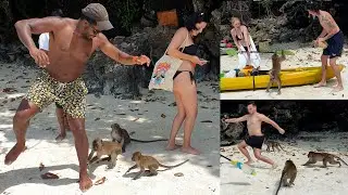 Tourists attacked on the beach by monkeys (2025) Monkey Beach, Koh Phi Phi islands, Thailand